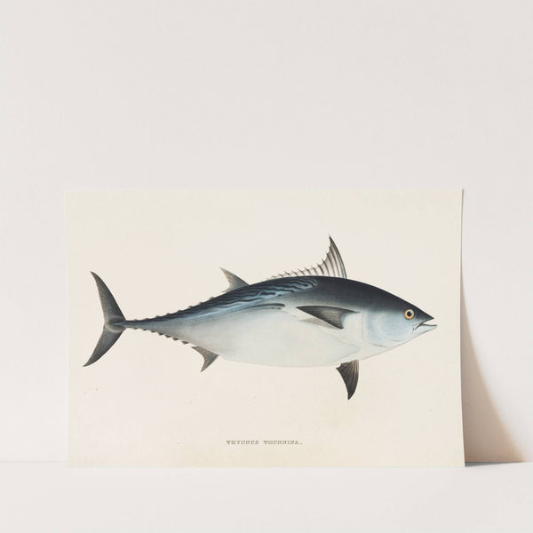 Fauna japonica Pl.061 by Philipp Franz Balthasar von Siebold