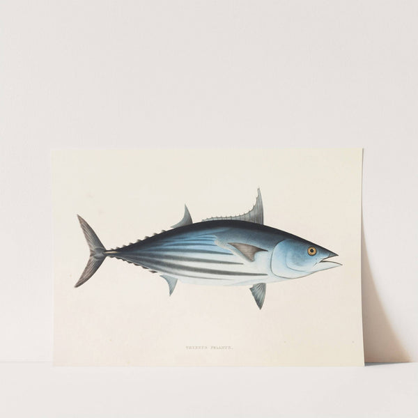 Fauna japonica Pl.062 by Philipp Franz Balthasar von Siebold