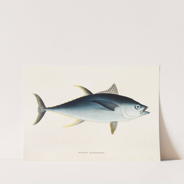 Fauna japonica Pl.064 by Philipp Franz Balthasar von Siebold