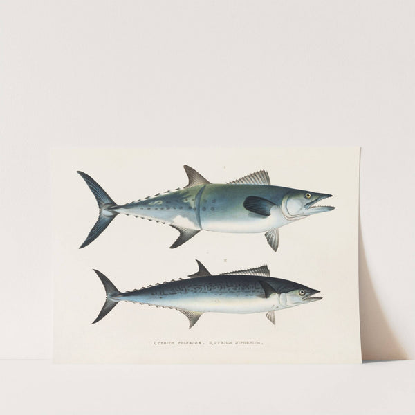 Fauna japonica Pl.066 by Philipp Franz Balthasar von Siebold