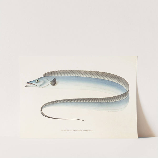 Fauna japonica Pl.067 by Philipp Franz Balthasar von Siebold