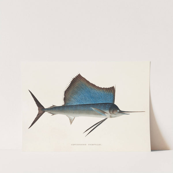 Fauna japonica Pl.068 by Philipp Franz Balthasar von Siebold