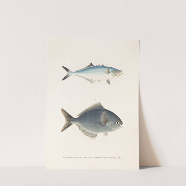 Fauna japonica Pl.070 by Philipp Franz Balthasar von Siebold