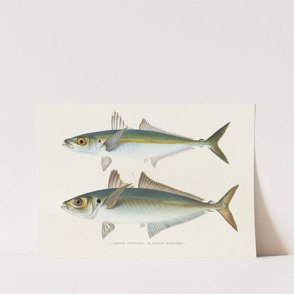 Fauna japonica Pl.071 by Philipp Franz Balthasar von Siebold