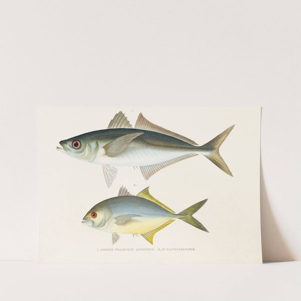 Fauna japonica Pl.072 by Philipp Franz Balthasar von Siebold