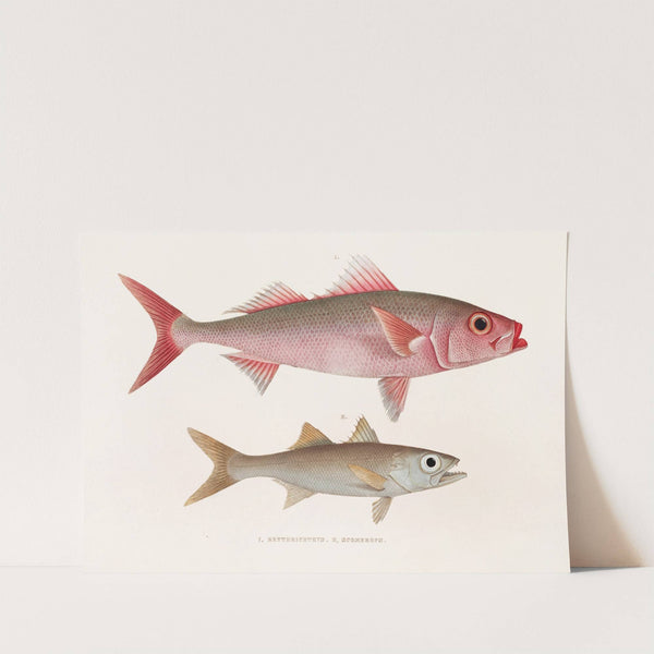 Fauna japonica Pl.076 by Philipp Franz Balthasar von Siebold