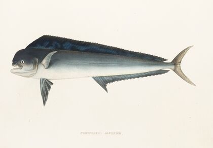 Fauna japonica Pl.077