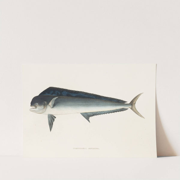 Fauna japonica Pl.077 by Philipp Franz Balthasar von Siebold