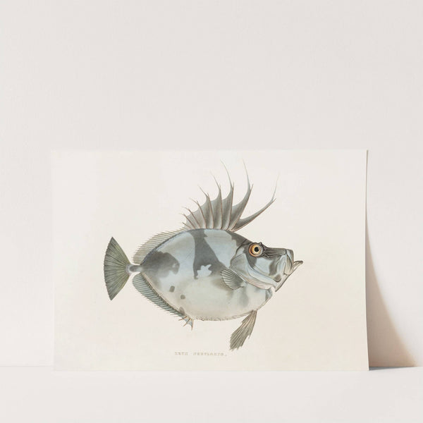 Fauna japonica Pl.079 by Philipp Franz Balthasar von Siebold