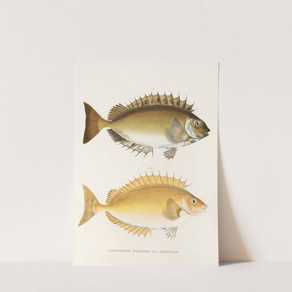 Fauna japonica Pl.082 by Philipp Franz Balthasar von Siebold