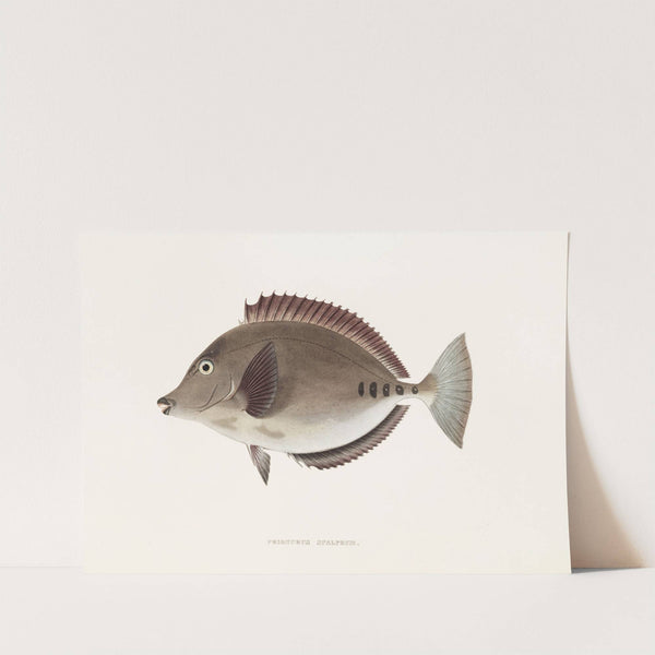 Fauna japonica Pl.084 by Philipp Franz Balthasar von Siebold