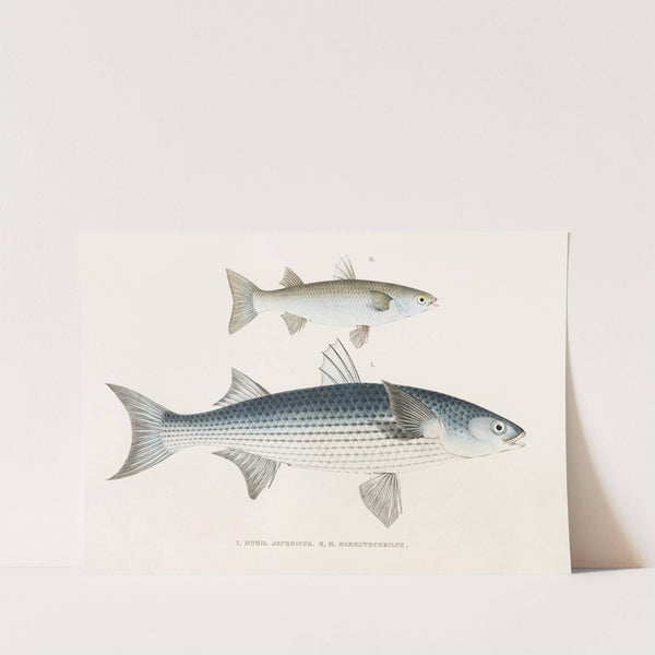 Fauna japonica Pl.086 by Philipp Franz Balthasar von Siebold