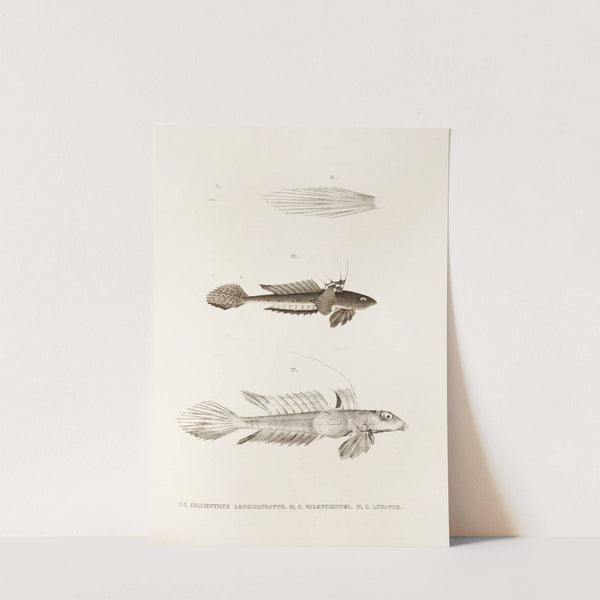 Fauna japonica Pl.092 by Philipp Franz Balthasar von Siebold