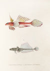 Fauna japonica Pl.093
