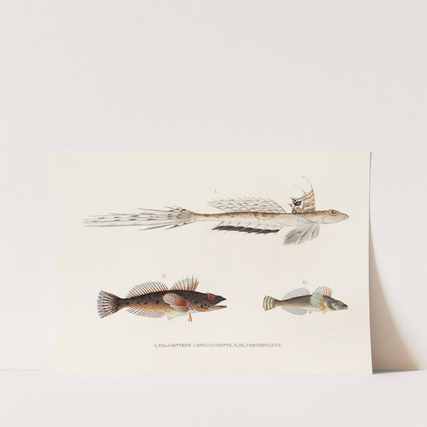 Fauna japonica Pl.094 by Philipp Franz Balthasar von Siebold