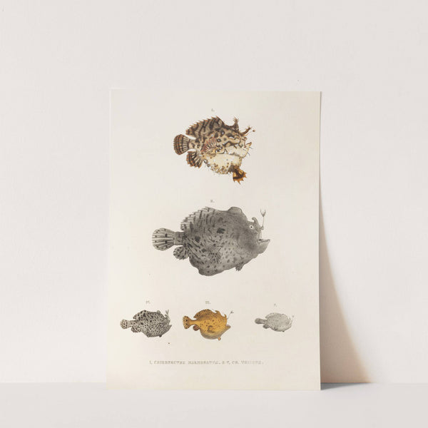 Fauna japonica Pl.096 by Philipp Franz Balthasar von Siebold