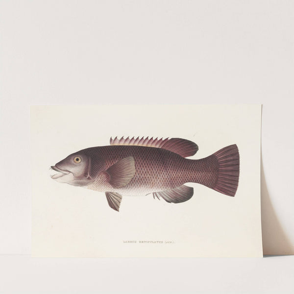 Fauna japonica Pl.098 by Philipp Franz Balthasar von Siebold