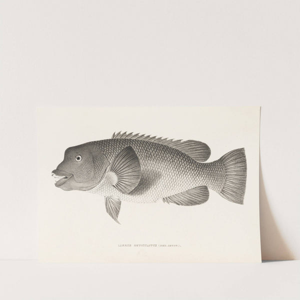 Fauna japonica Pl.099 by Philipp Franz Balthasar von Siebold