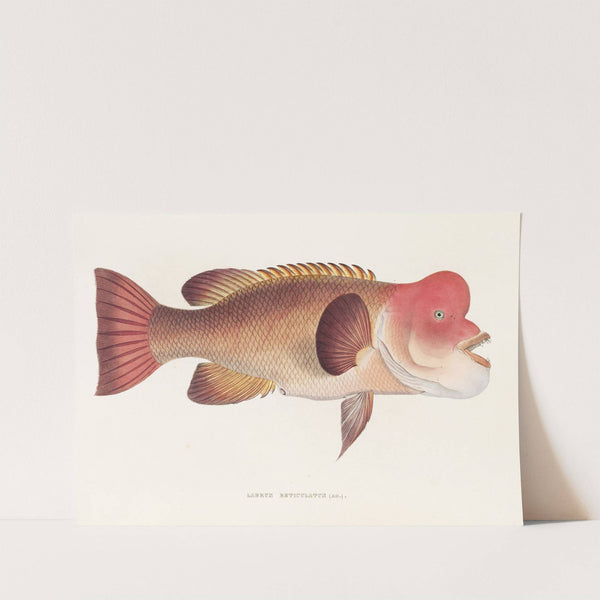 Fauna japonica Pl.100 by Philipp Franz Balthasar von Siebold