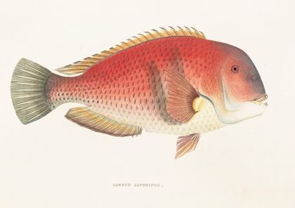 Fauna japonica Pl.101