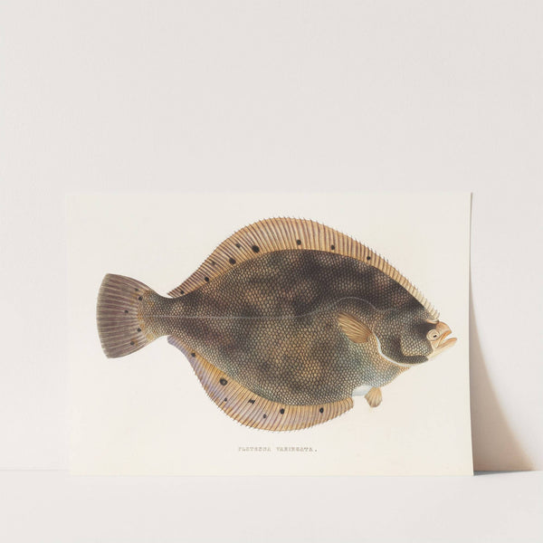 Fauna japonica Pl.107 by Philipp Franz Balthasar von Siebold