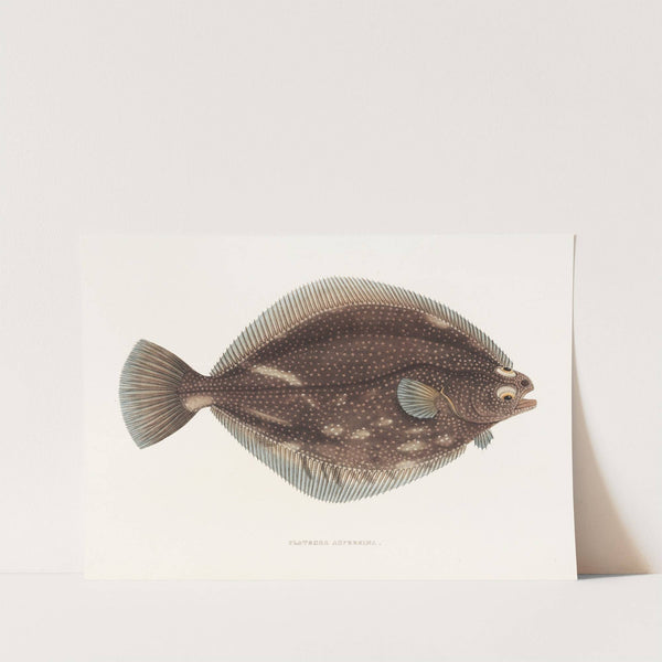 Fauna japonica Pl.108 by Philipp Franz Balthasar von Siebold