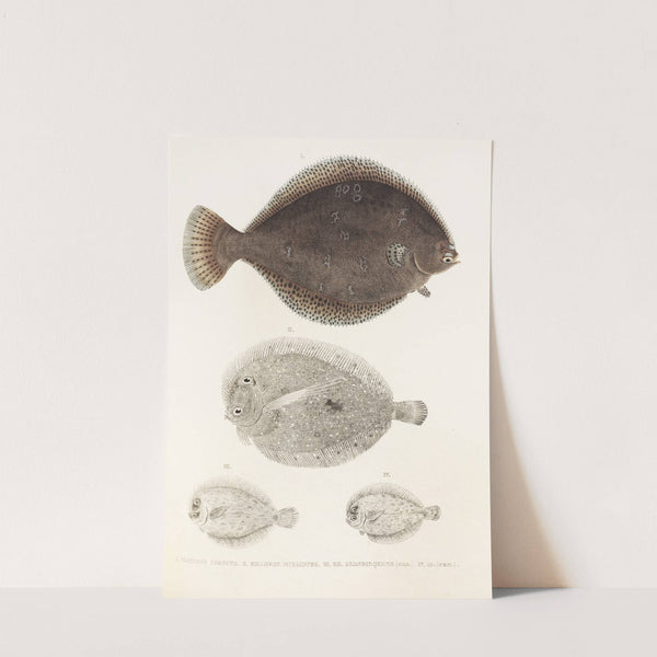 Fauna japonica Pl.109 by Philipp Franz Balthasar von Siebold