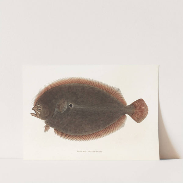 Fauna japonica Pl.110 by Philipp Franz Balthasar von Siebold