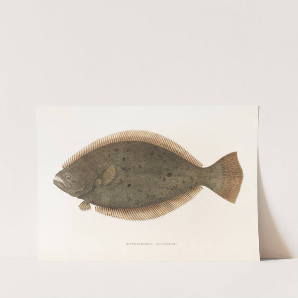 Fauna japonica Pl.111 by Philipp Franz Balthasar von Siebold