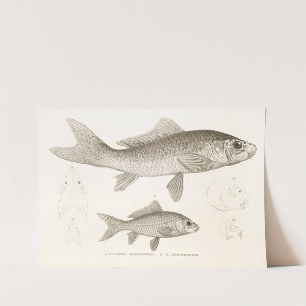 Fauna japonica Pl.114 by Philipp Franz Balthasar von Siebold