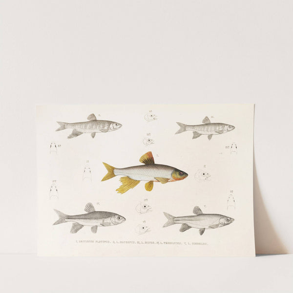 Fauna japonica Pl.118 by Philipp Franz Balthasar von Siebold