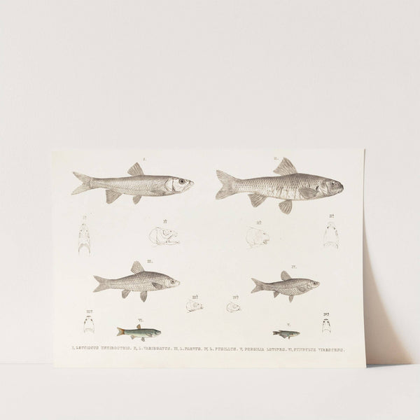 Fauna japonica Pl.119 by Philipp Franz Balthasar von Siebold