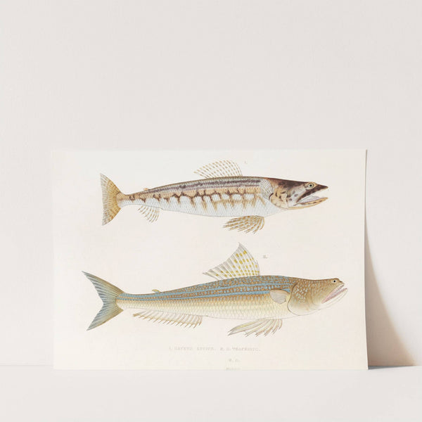 Fauna japonica Pl.123 by Philipp Franz Balthasar von Siebold