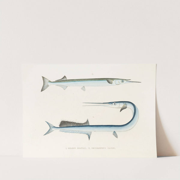 Fauna japonica Pl.127 by Philipp Franz Balthasar von Siebold