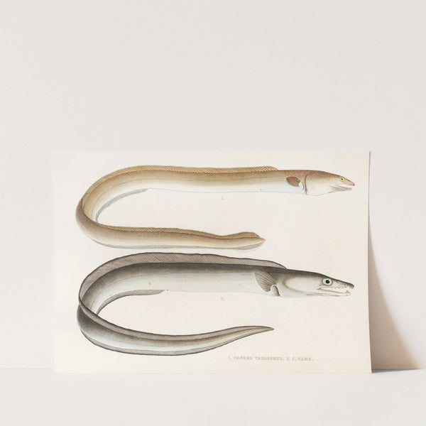 Fauna japonica Pl.131 by Philipp Franz Balthasar von Siebold