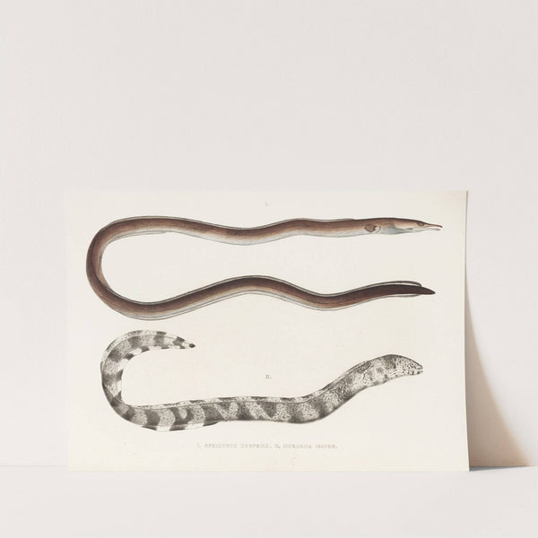 Fauna japonica Pl.132 by Philipp Franz Balthasar von Siebold