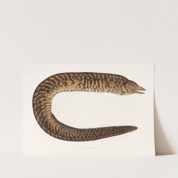 Fauna japonica Pl.134 by Philipp Franz Balthasar von Siebold