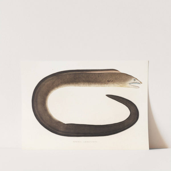 Fauna japonica Pl.135 by Philipp Franz Balthasar von Siebold