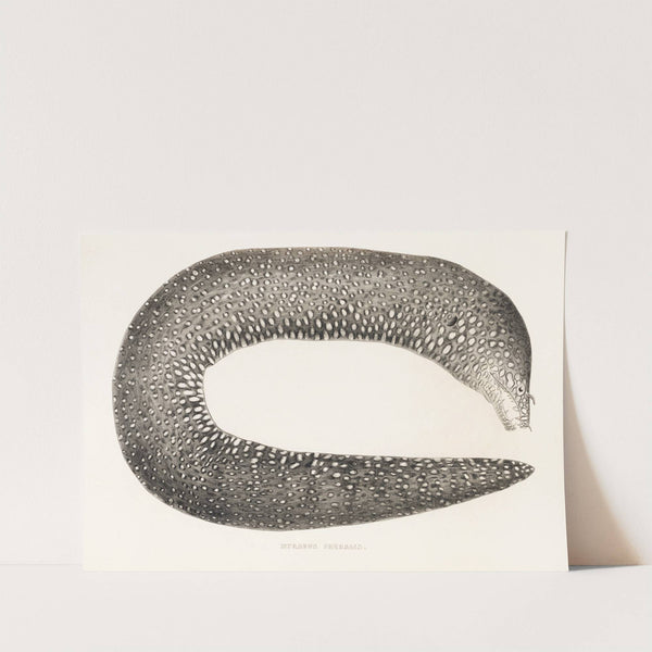 Fauna japonica Pl.136 by Philipp Franz Balthasar von Siebold