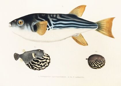 Fauna japonica Pl.142