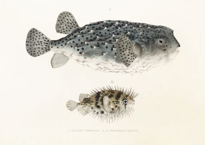 Fauna japonica Pl.145