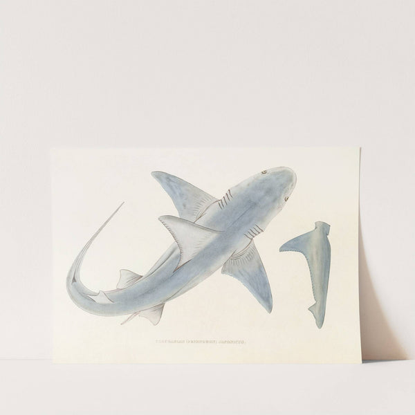 Fauna japonica Pl.150 by Philipp Franz Balthasar von Siebold