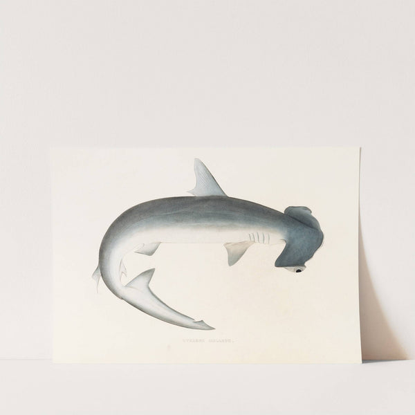 Fauna japonica Pl.155 by Philipp Franz Balthasar von Siebold