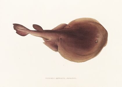 Fauna japonica Pl.157