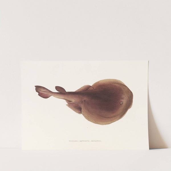 Fauna japonica Pl.157 by Philipp Franz Balthasar von Siebold