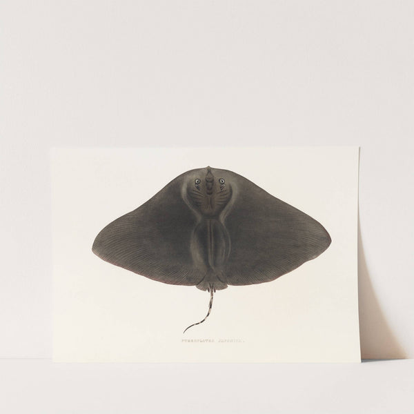 Fauna japonica Pl.158 by Philipp Franz Balthasar von Siebold