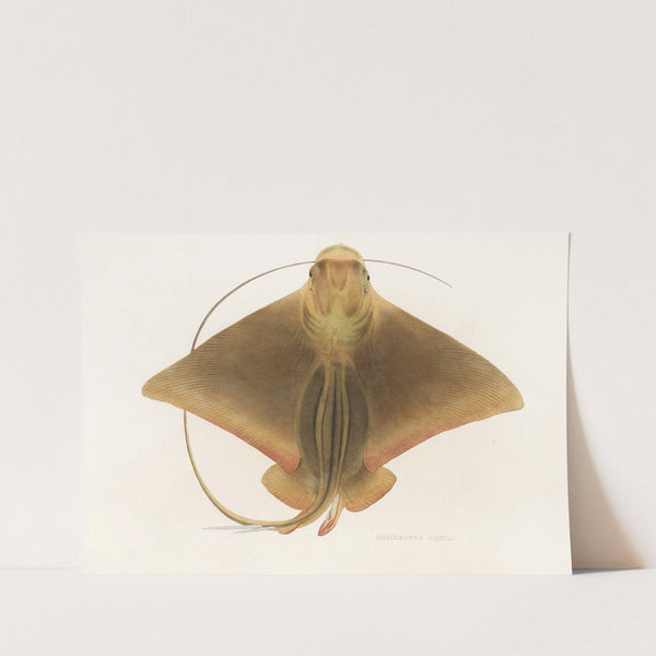 Fauna japonica Pl.159 by Philipp Franz Balthasar von Siebold
