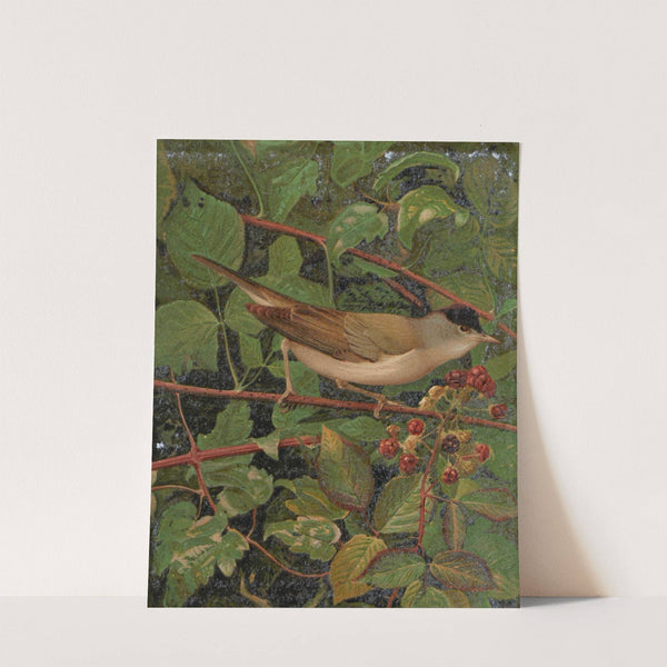 Fauvette a téte noire by Léo-Paul Robert