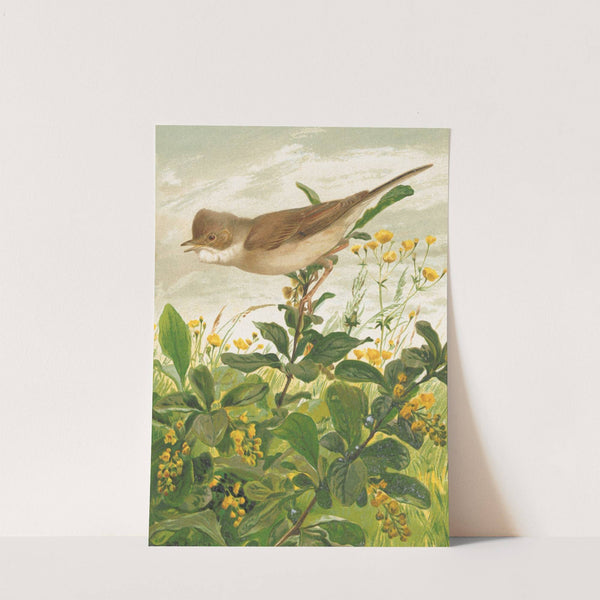 Fauvette Grisette by Léo-Paul Robert