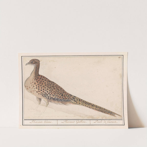 Fazant (Phasianus colchicus) (1596-1610) by Anselmus Boëtius de Boodt